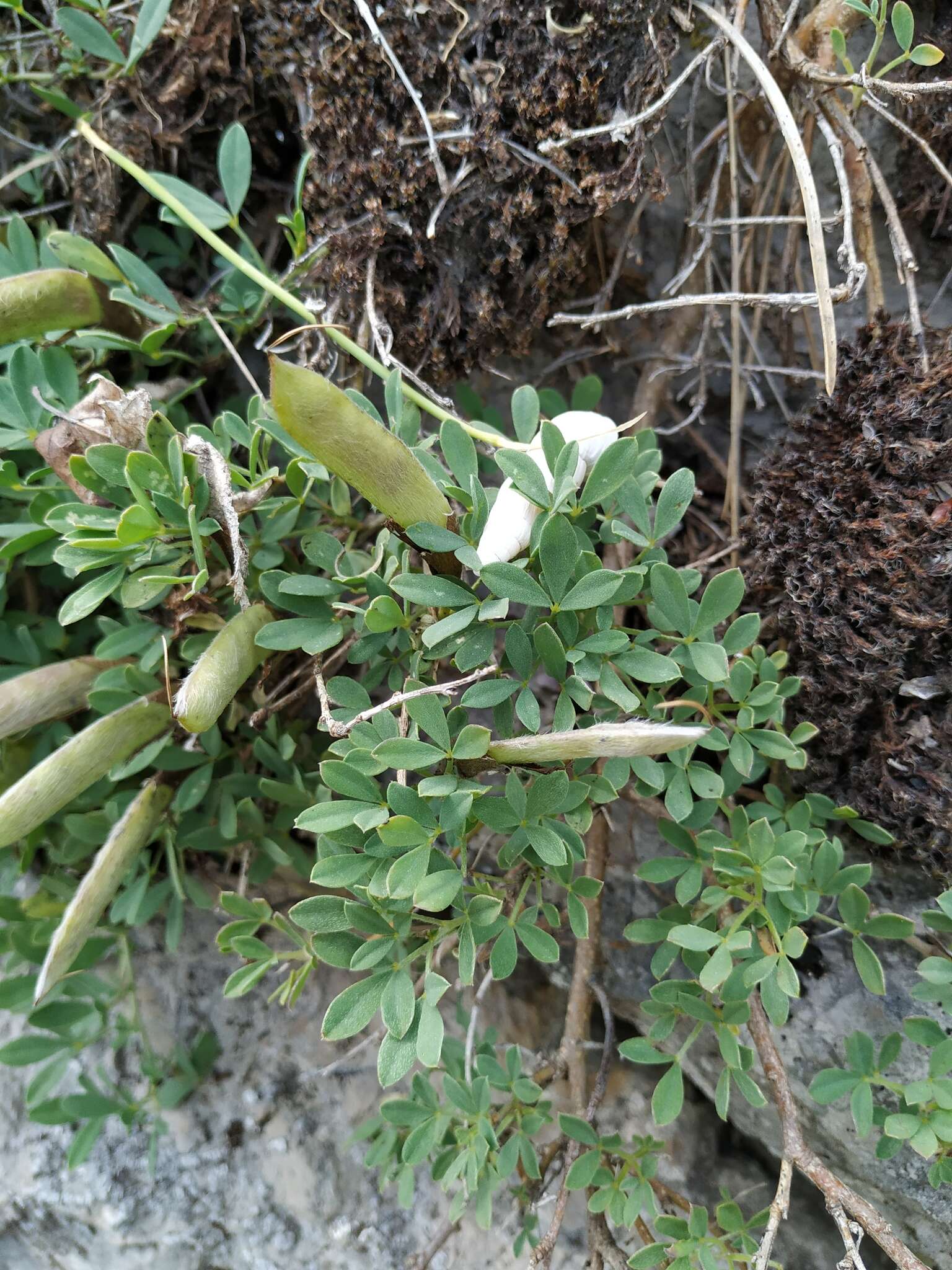 Image of Cytisus wulfii V. I. Krecz.