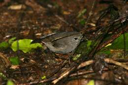 Image of North Island Robin