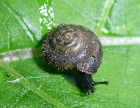 Image of German hairy snail