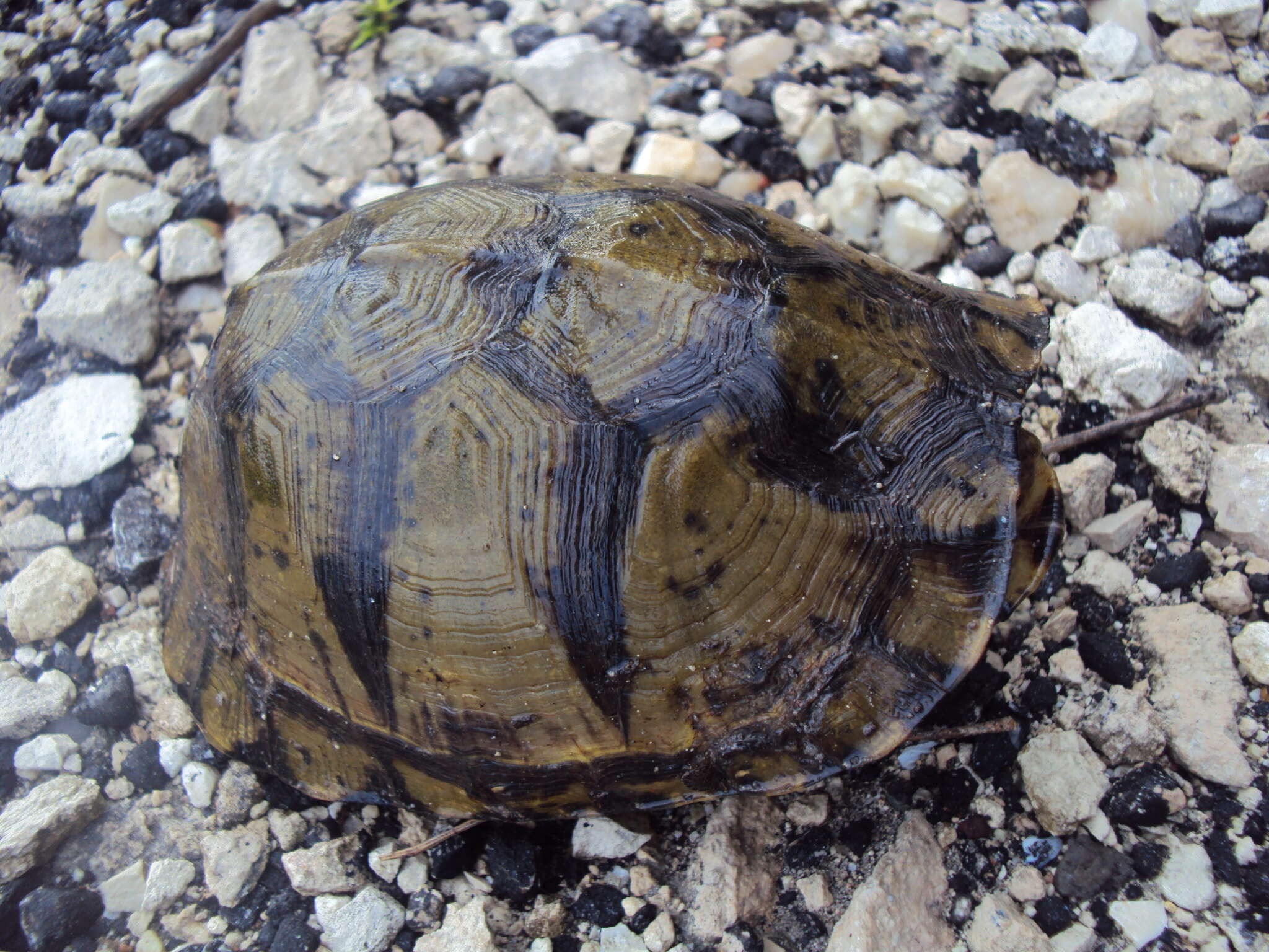 Image of Terrapene mexicana yucatana (Boulenger 1895)