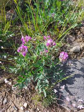 Image de Oxytropis nitens Turcz.