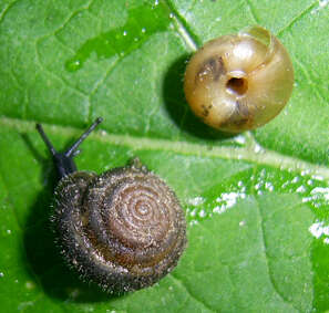 Image of Hairy Snail