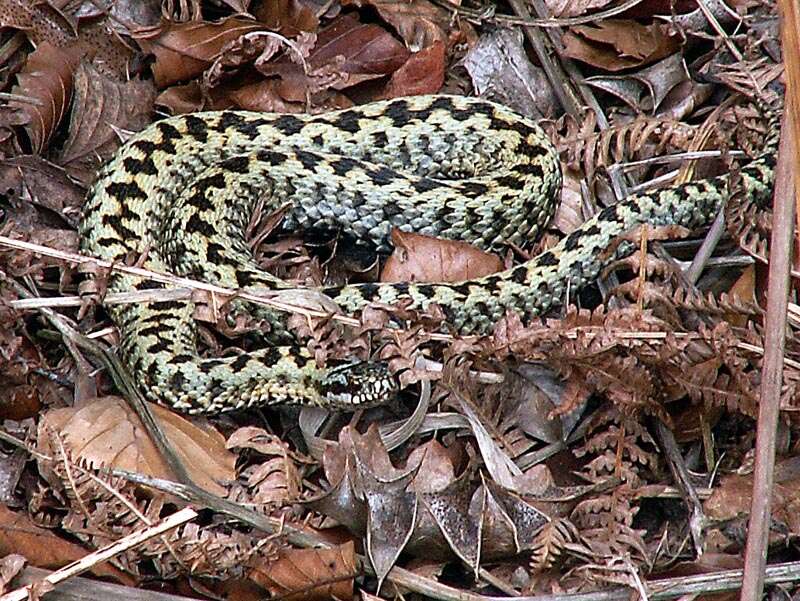 Image of Adder