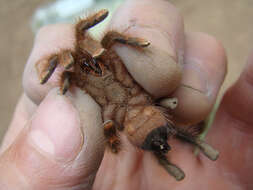 Image of Avicularia hirschii Bullmer, Thierer-Lutz & Schmidt 2006