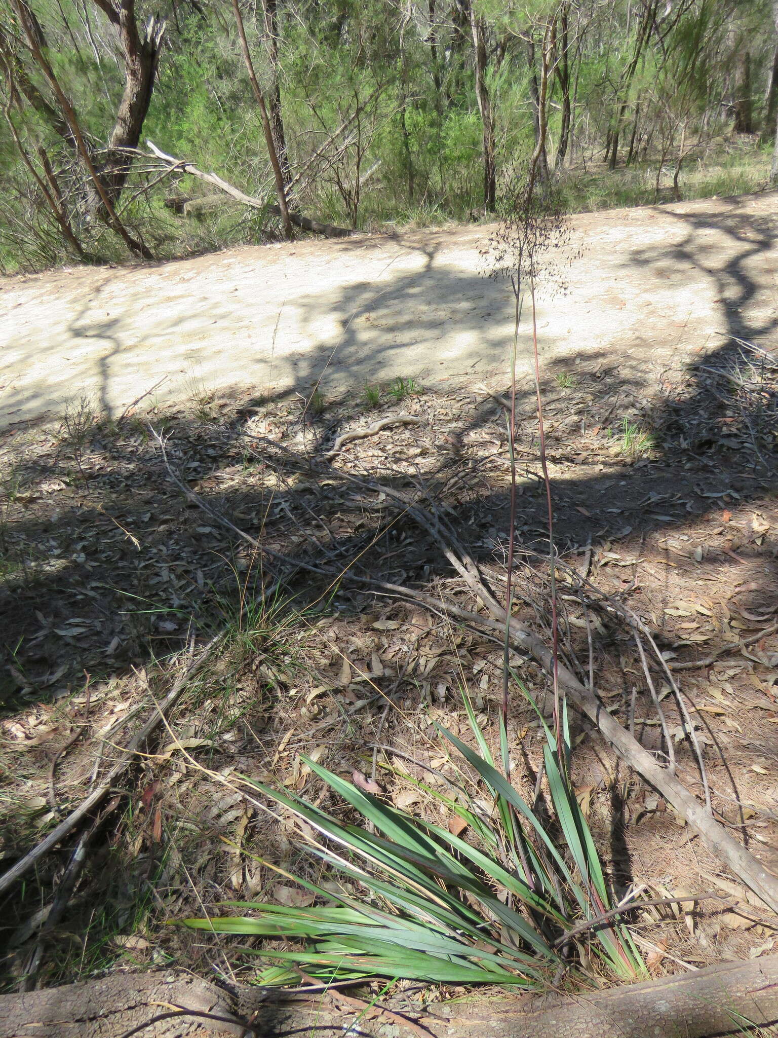 Image of Dianella prunina R. J. F. Hend.