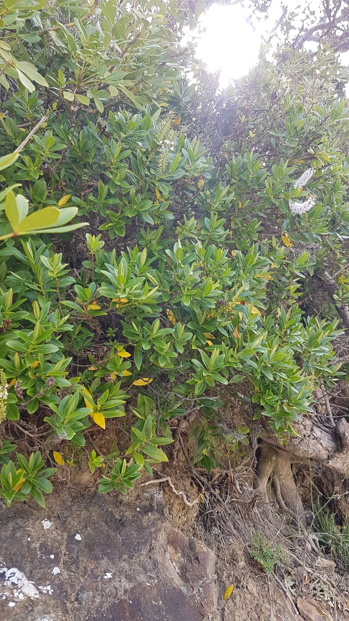 Image of Veronica bollonsii Cockayne