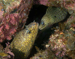 Image of Jewel moray