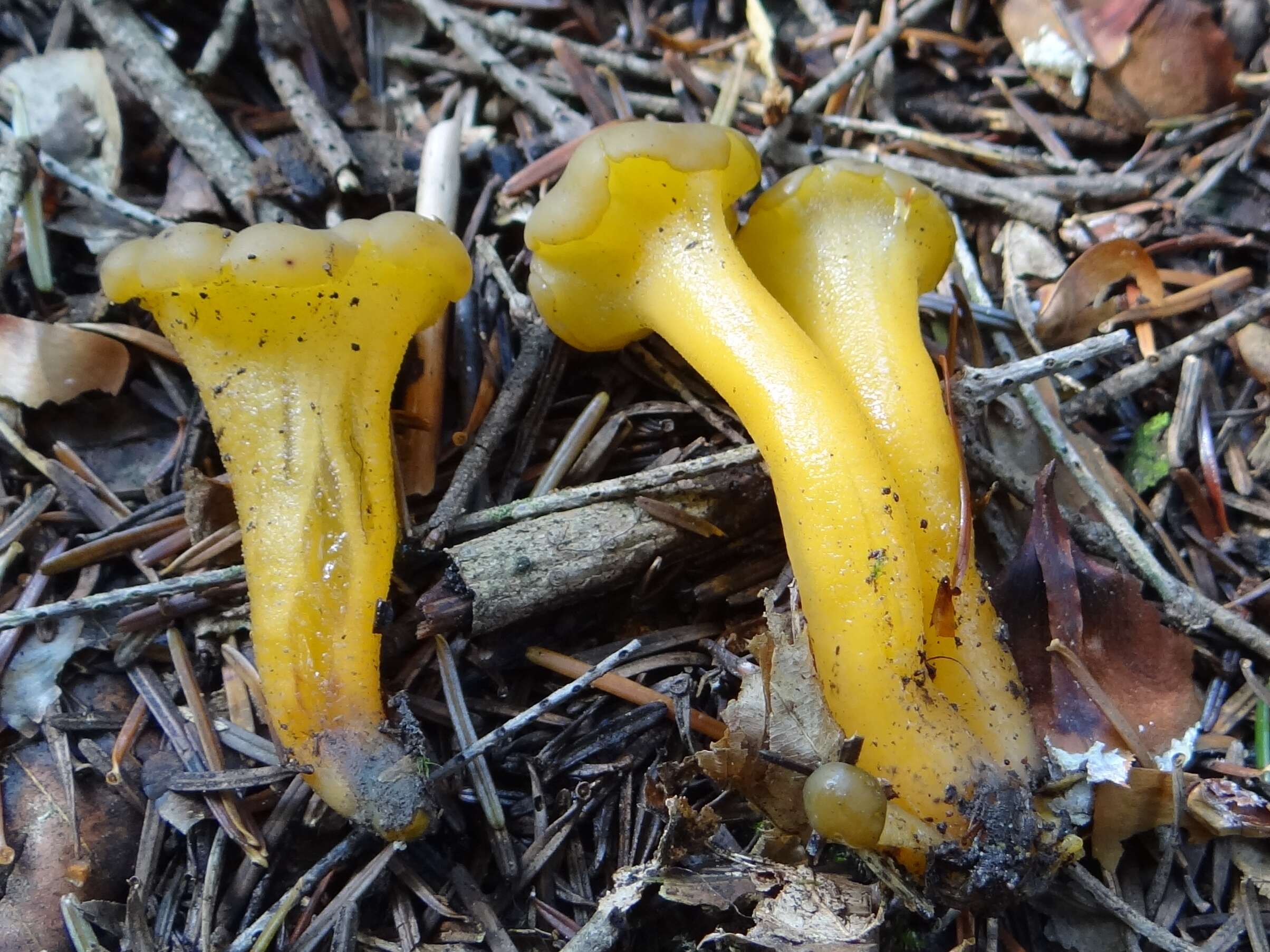 Image of Leotia lubrica (Scop.) Pers. 1797