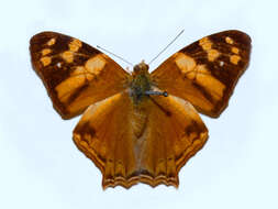 Image of Hypanartia lethe Fabricius 1793