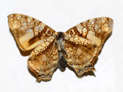 Image of Hypanartia lethe Fabricius 1793