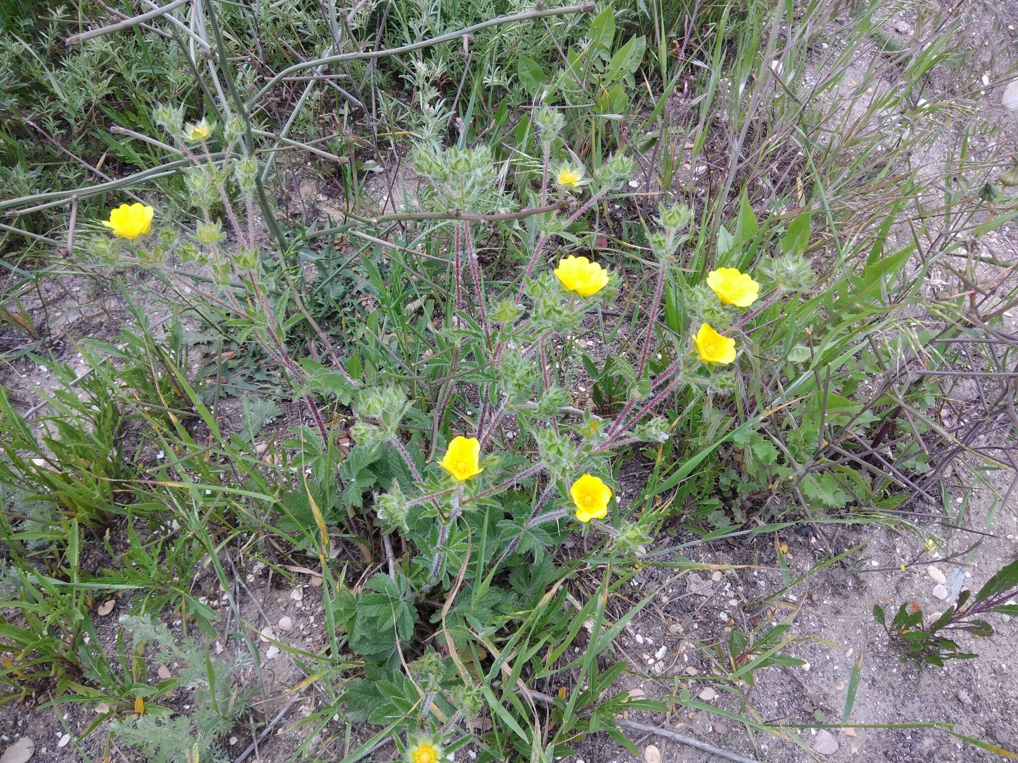 Слика од Potentilla pedata Willd.