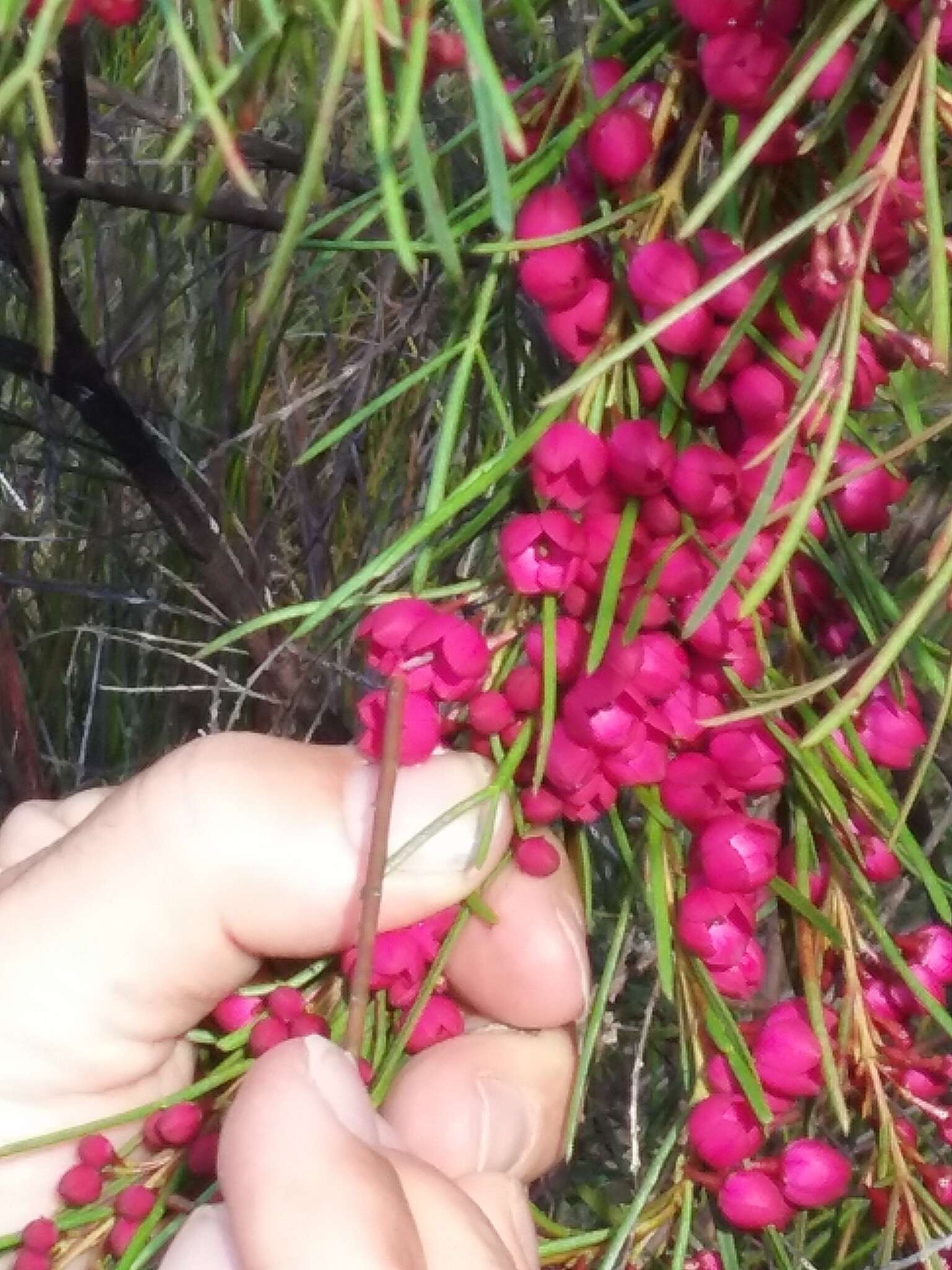 Image of Kalgan Boronia