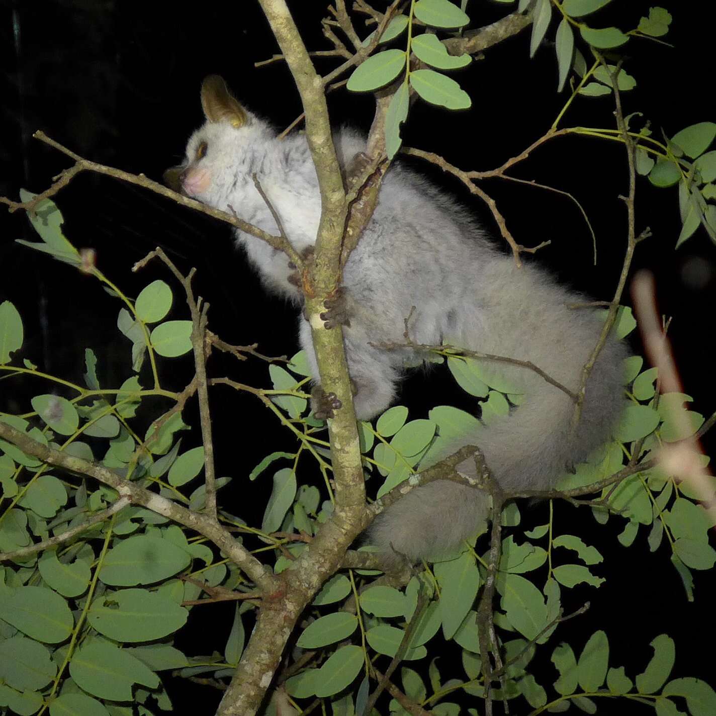 Image of Silvery Greater Galago