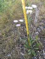 Image of streamside fleabane