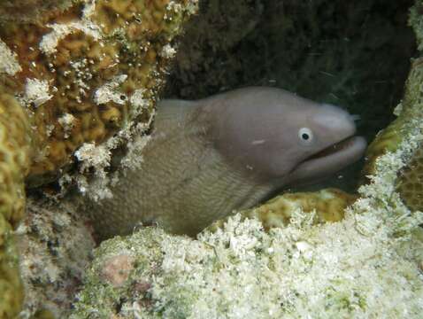 Image of Greyface moray