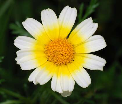 Image of Crown daisy