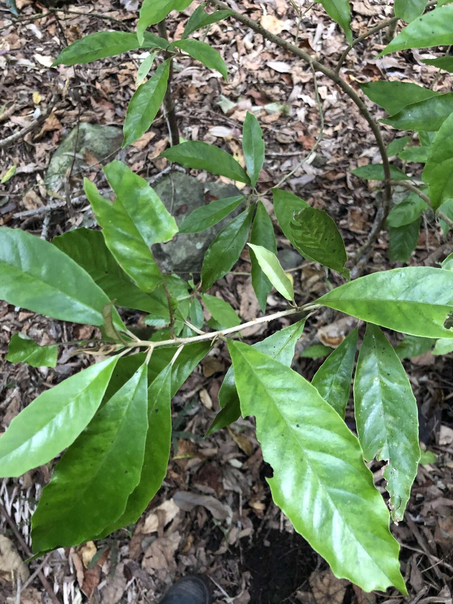 Image de Argophyllum nullumense R. T. Baker