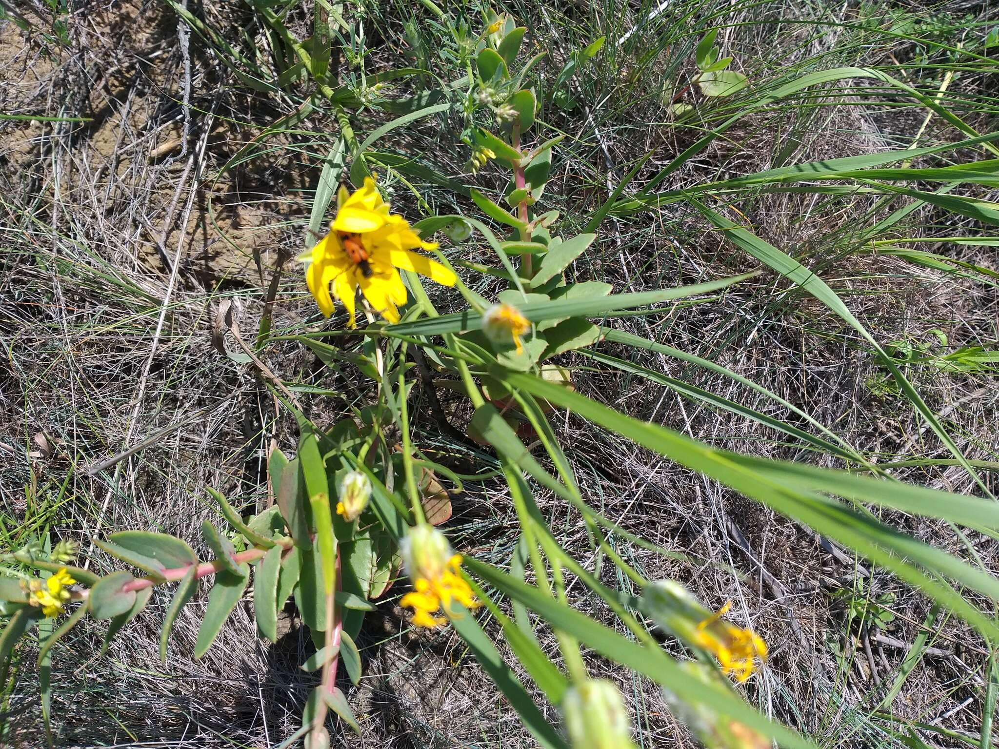 Plancia ëd Gelasia ensifolia