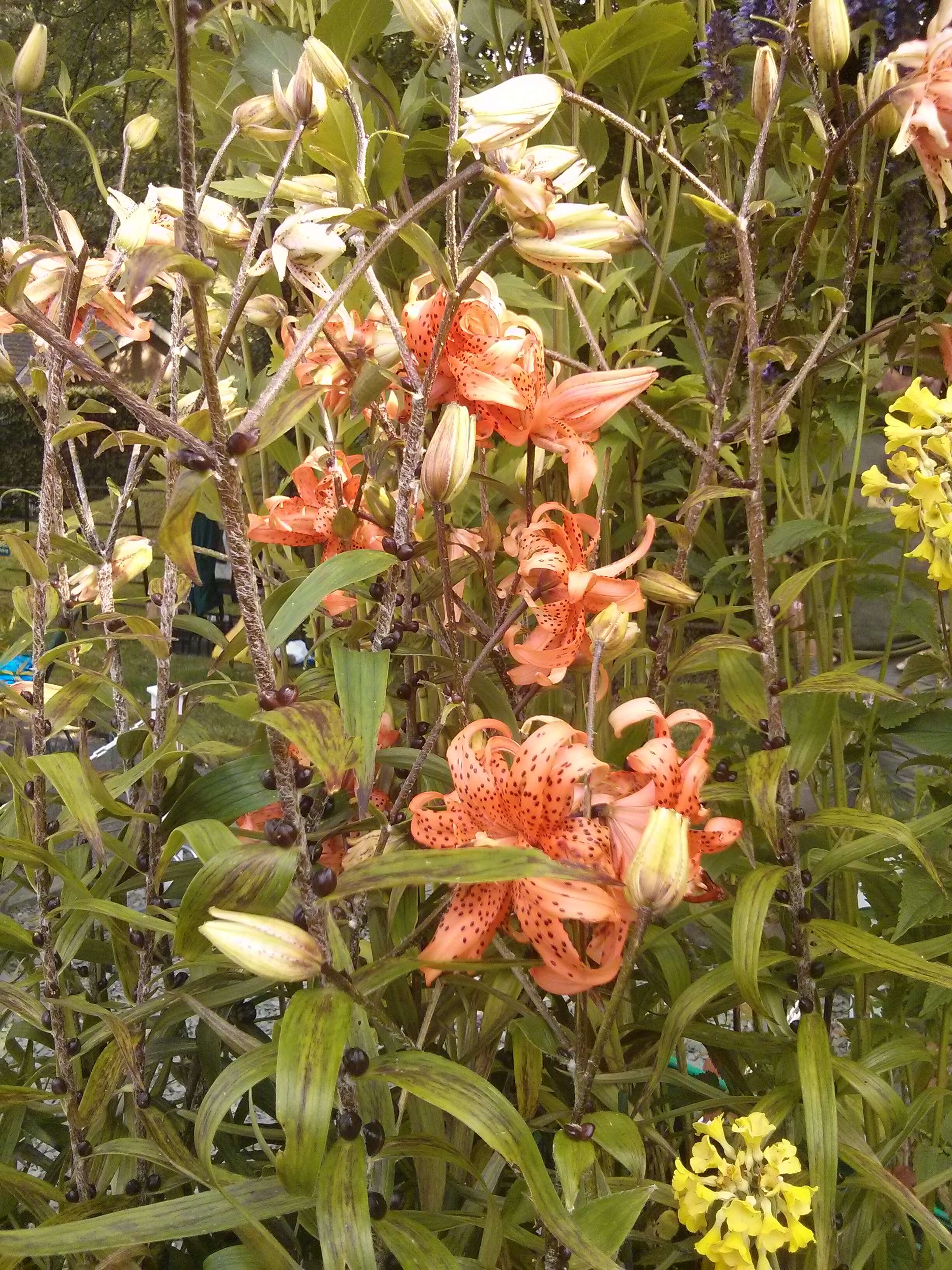 Image of Tiger lily