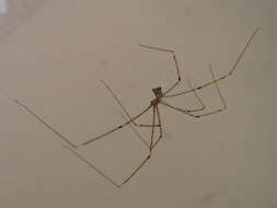 Image of Cellar spider