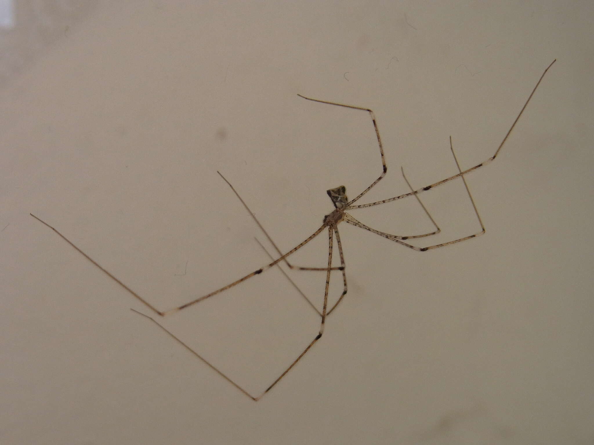 Image of Cellar spider