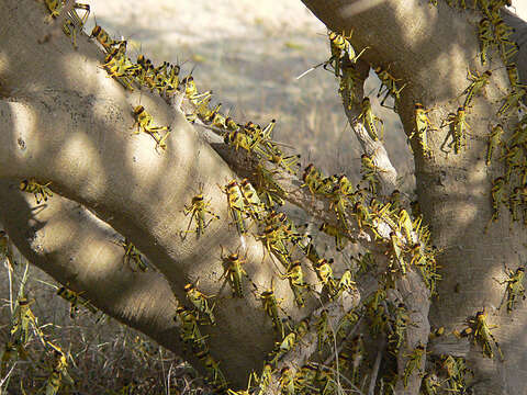 Image of Desert locust