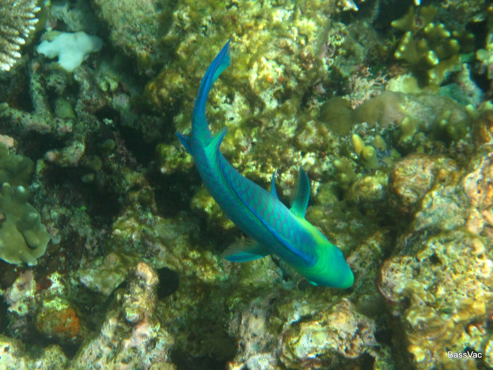 Image of Greensnout parrotfish