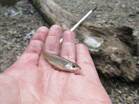 Image of Sand Shiner