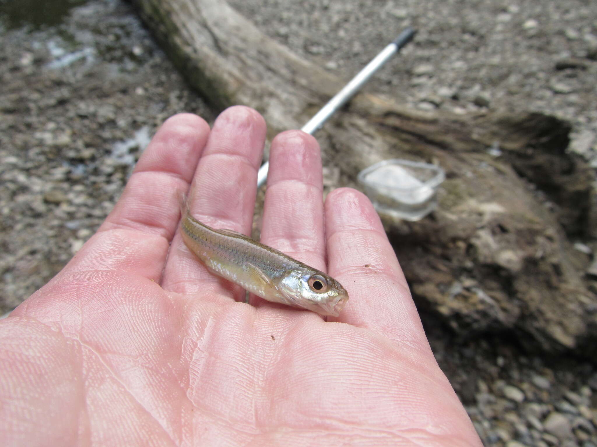 Plancia ëd Notropis stramineus (Cope 1865)