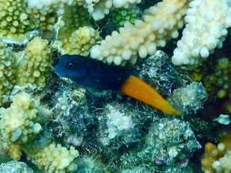 Image of Bicolor Blenny