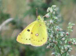 Image of Eastern Pale Clouded Yellow