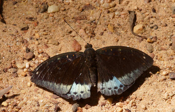 Imagem de Lexias pardalis jadeitina