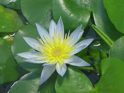 Image of waterlily