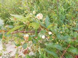 Image de Cephalanthus glabratus (Spreng.) K. Schum.