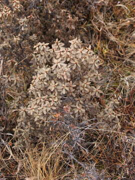 Слика од Rhododendron adamsii Rehder