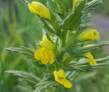Image of Yellow Glandweed