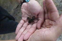 Image of Maldonada Redbelly Toad