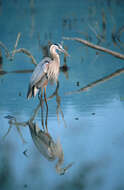 Image of Great Blue Heron