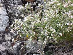 Image of squinancywort