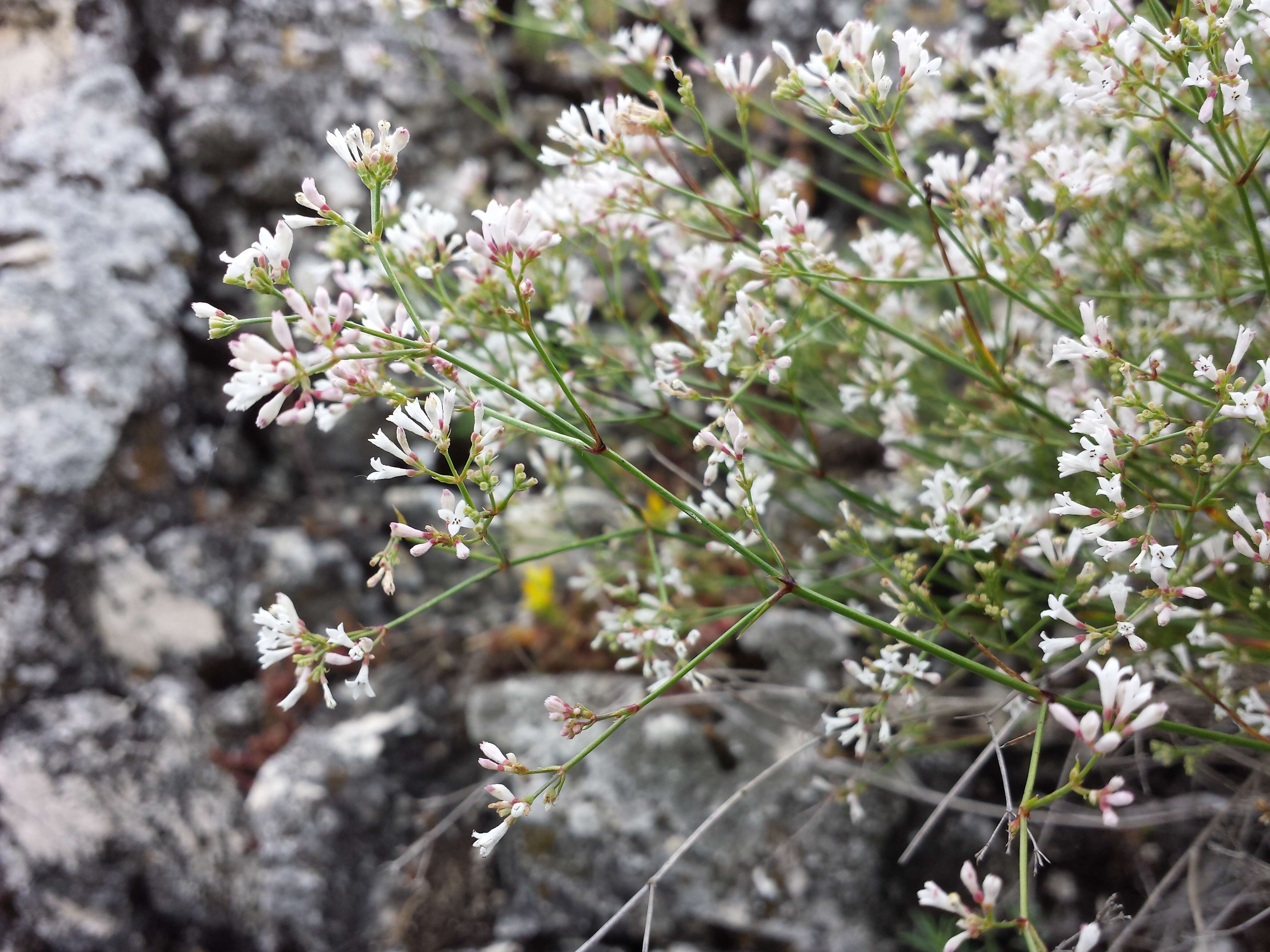 Image of squinancywort