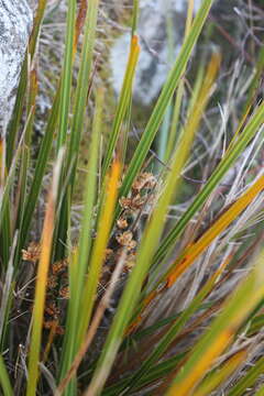 Image of Libertia ixioides (G. Forst.) Spreng.