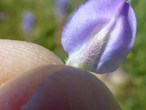 Imagem de Lupinus burkei S. Watson