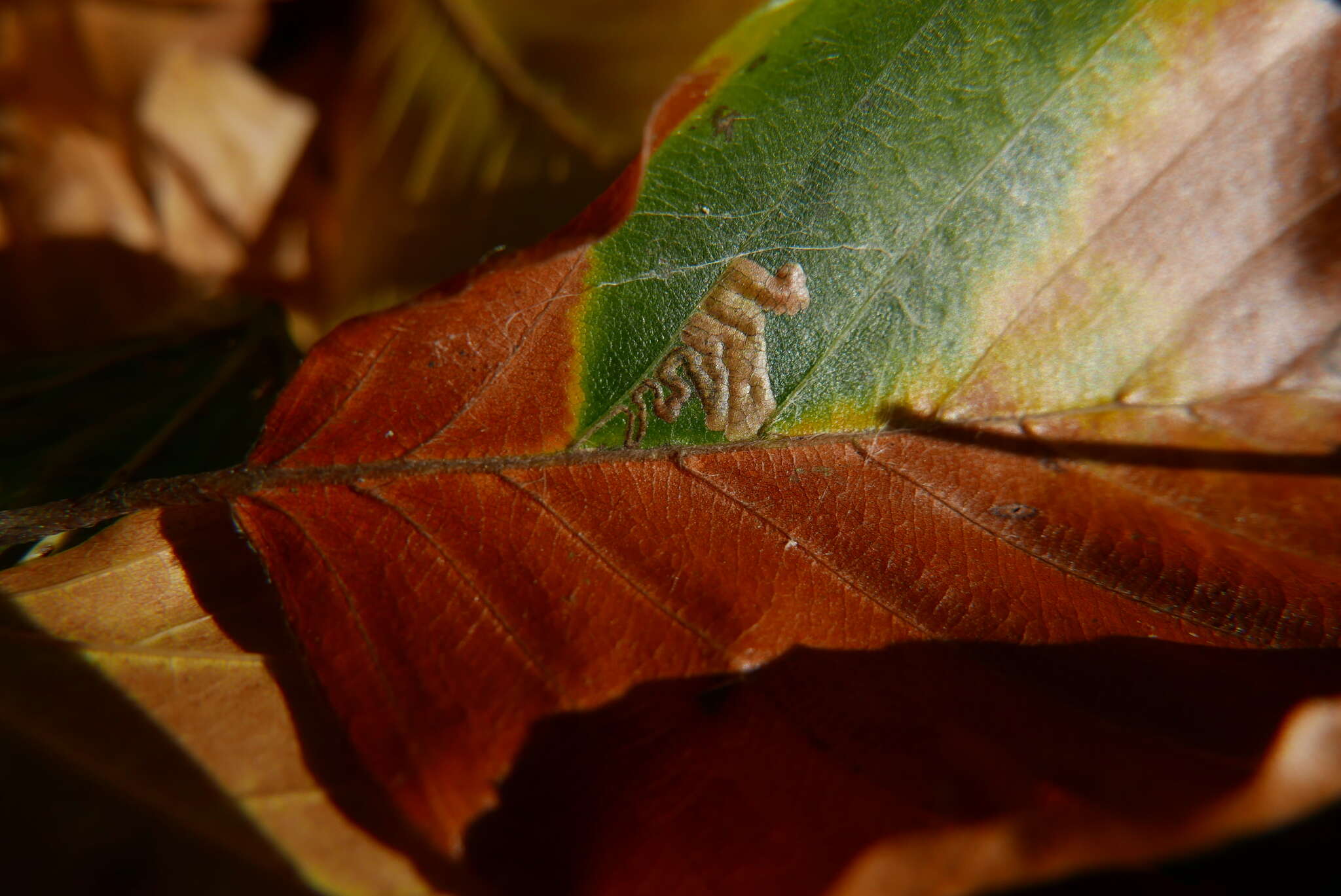 Sivun Stigmella tityrella (Stainton 1854) Hering 1957 kuva