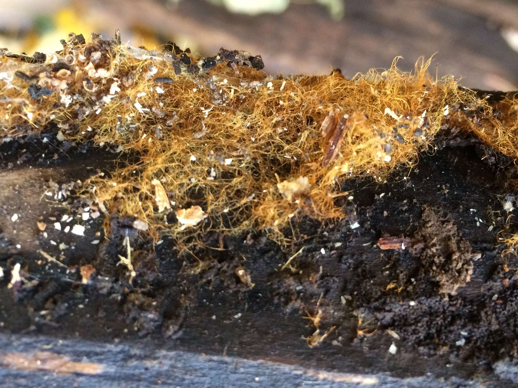 Image of Orange-mat coprinus