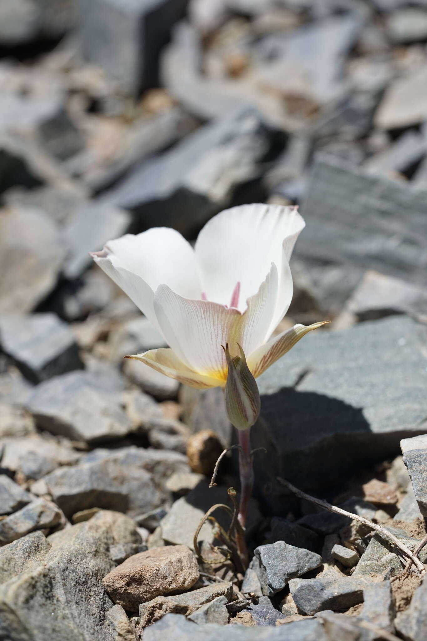 Calochortus panamintensis (Ownbey) Reveal resmi