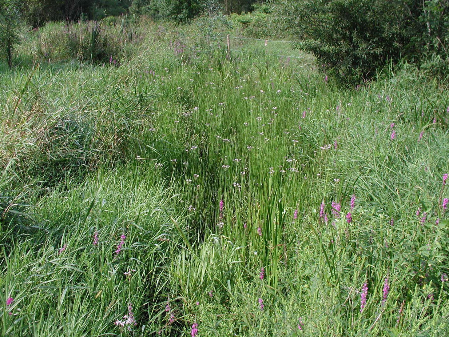 Image of flowering rush family