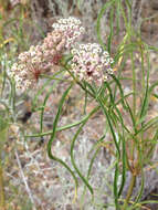 Image of Asclepias fascicularis Decne.