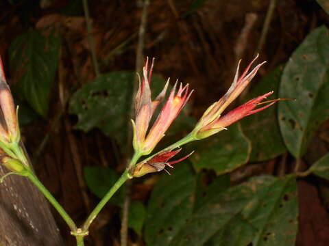 Image of Sanchezia sprucei Lindau