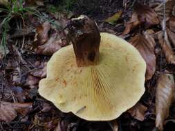 Image of Tricholoma fulvum (DC.) Bigeard & H. Guill. 1909