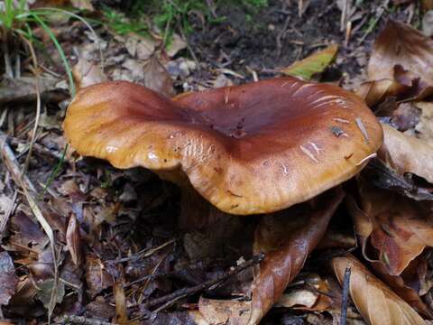 Imagem de Tricholoma fulvum (DC.) Bigeard & H. Guill. 1909